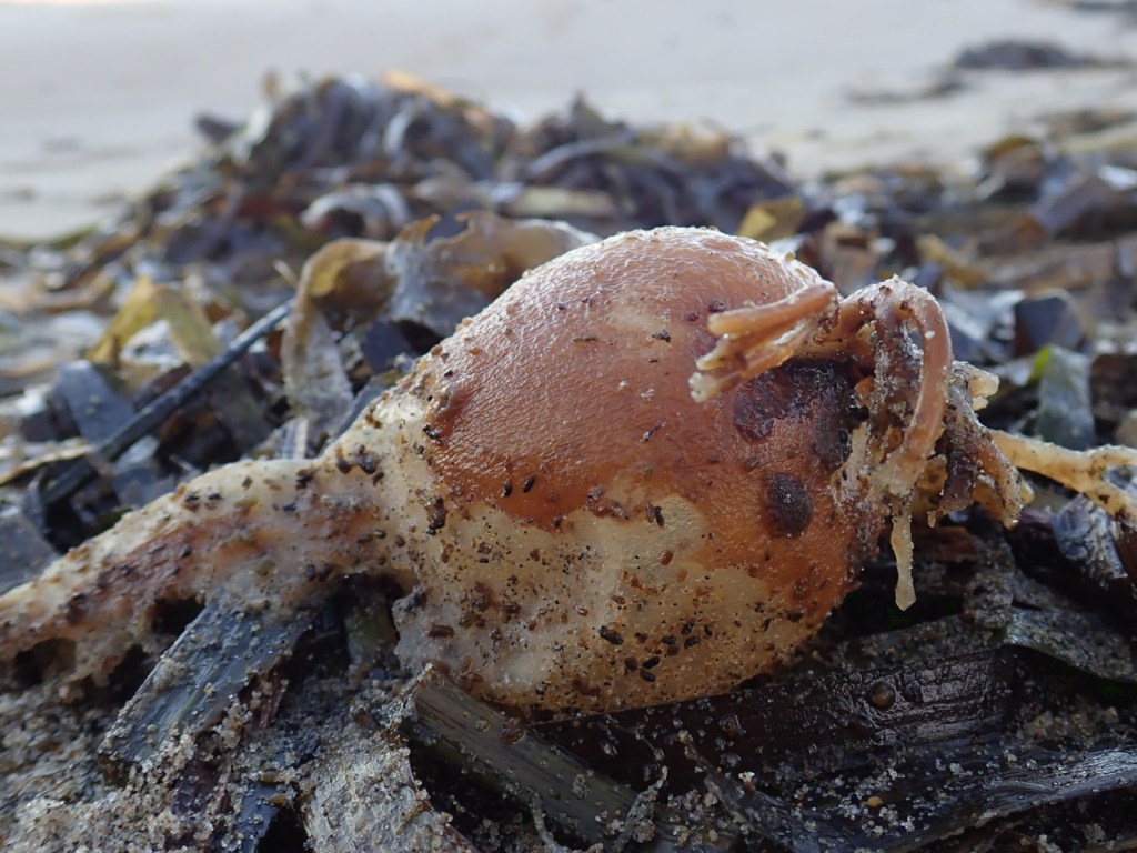 A decaying bull kelp bulb (looks like it's been chewed on quite a bit) rests on a bed of mostly eelgrass.