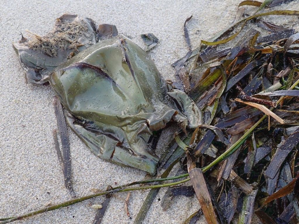 Closeup of a freshly washed up big skate egg case on damp sand along with eelgrass.