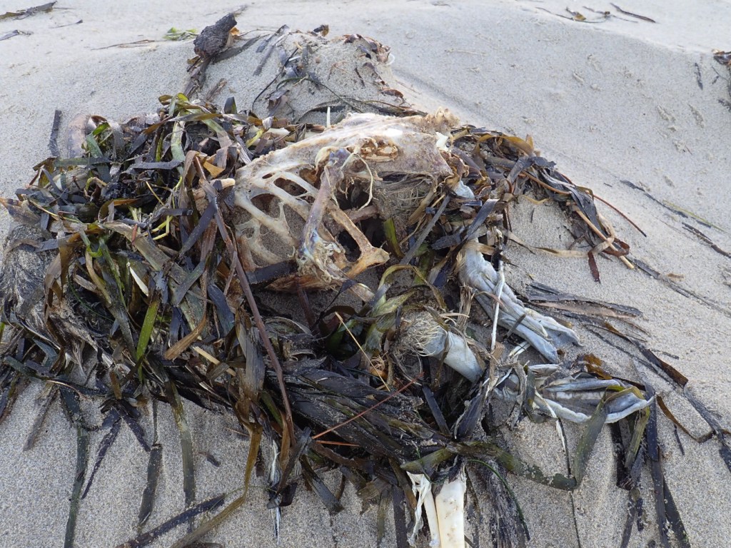 Partial bird skeleton (and feet) rests on the sand. Anterior skeleton covered in drifted eelgrass.