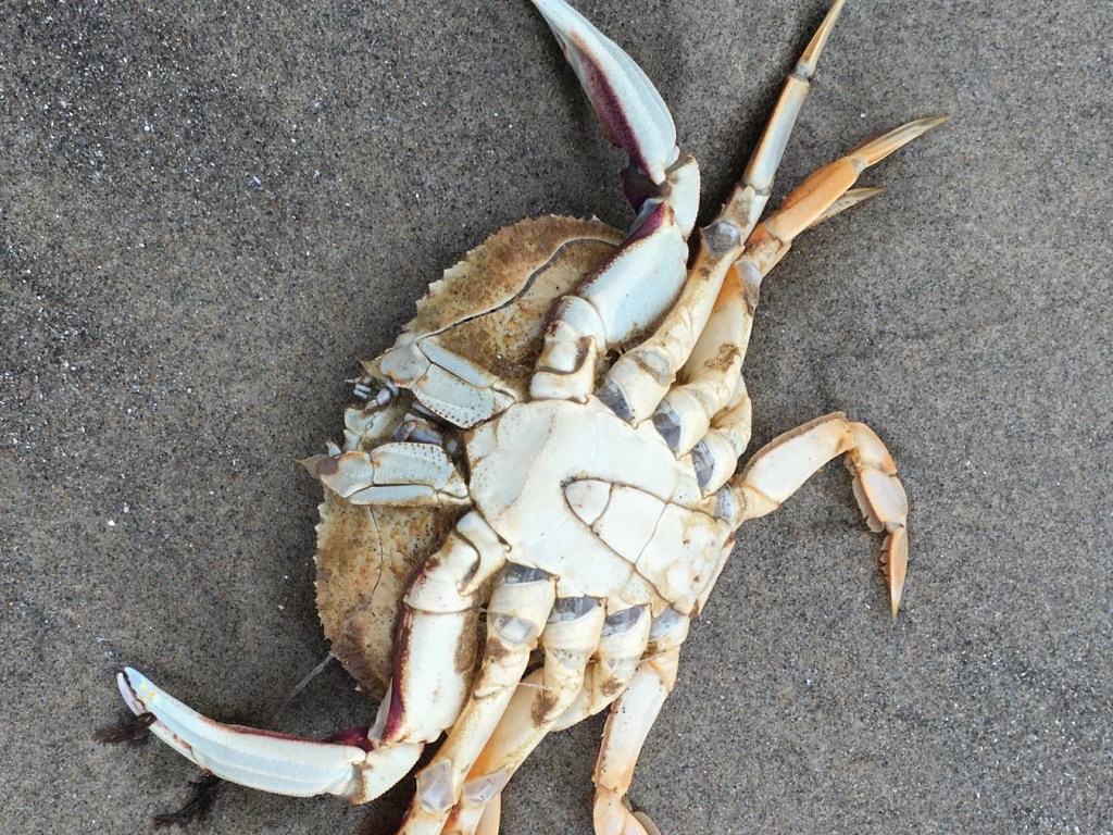 Closeup of the underside of a male Dungeness crab Metacarcinus magister. Sand in the background.