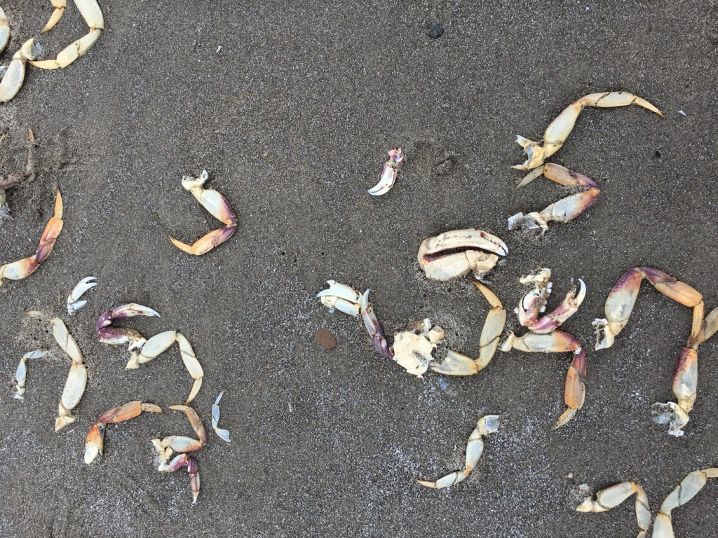 Sand littered with freshly molted Dungeness crab Metacarcinus magister shells, mostly walking legs.