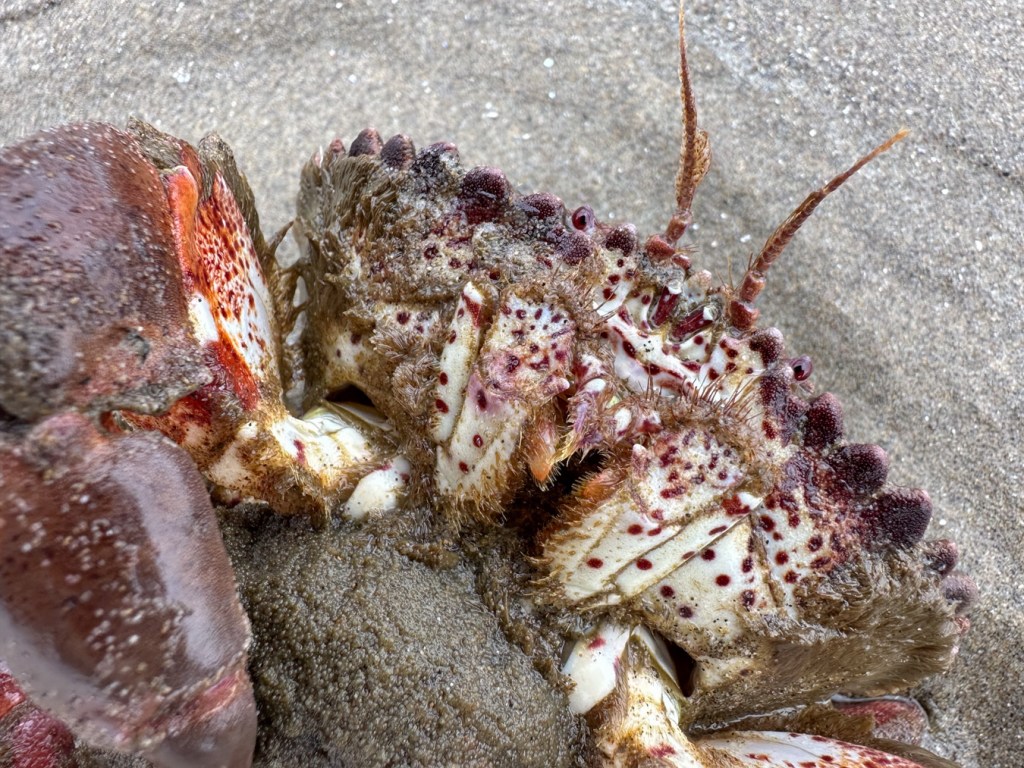 Closeup on the anterior underside of a spot-bellied or Pacific rock crab Romaleon antennarium. Sand in the background.