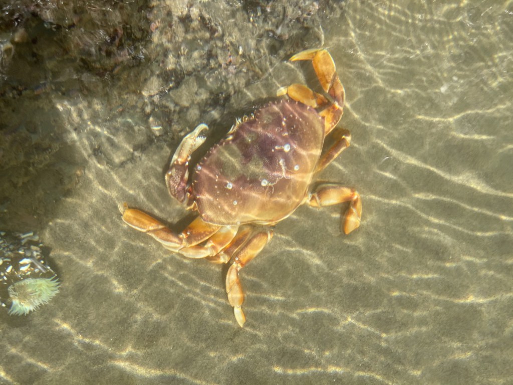 Dungeness crab Metacarcinus magister in a shallow sand-filled pool.