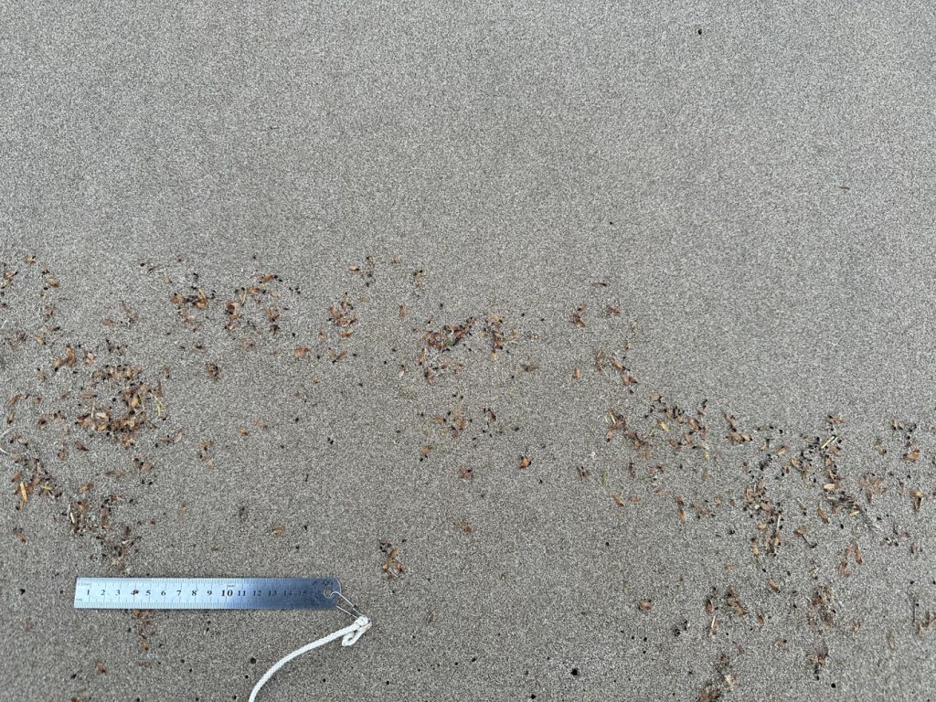 Small terrestrial plant material, maybe from conifers, and lot of small dark seed-like objects rest on undisturbed beach sand. 15 cm rule for scale.