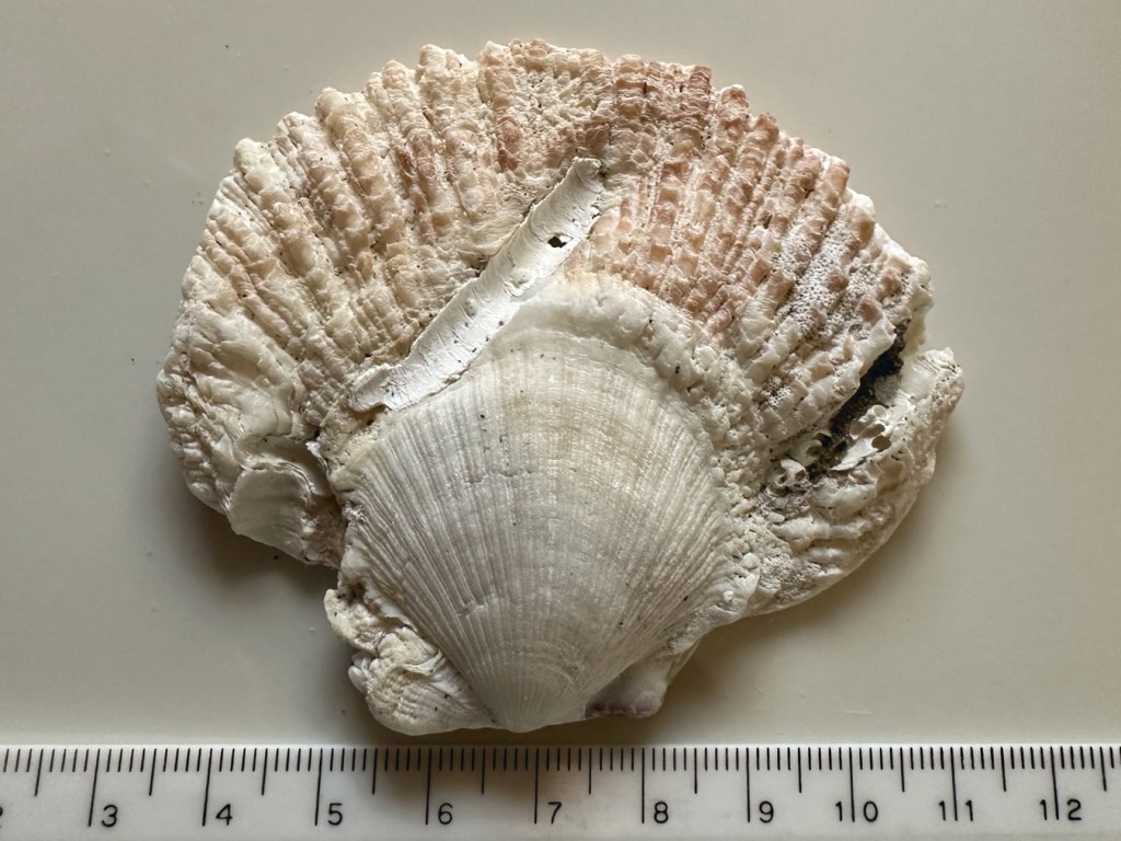 Exterior surface of an empty rock scallop Crassadoma gigantea shell.15 cm rule for scale.
