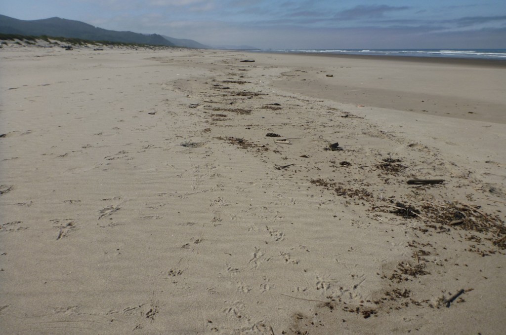 Closeup on the tip top of the tide, where wet sand meets dry. Lots of beached winged ants on the wet sand, lots of bird tracks on the dry sand.