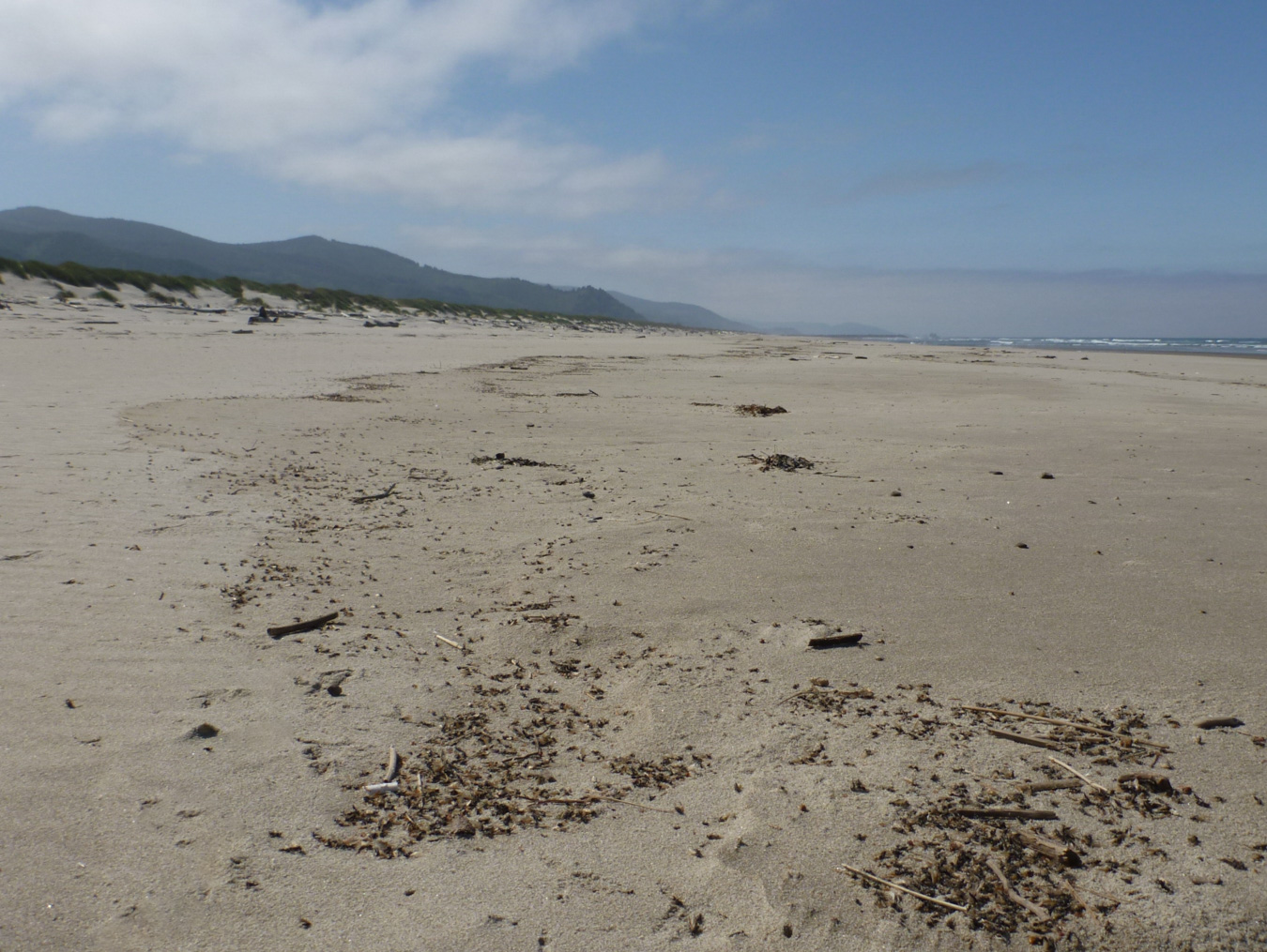 Shore Insects – theoutershores