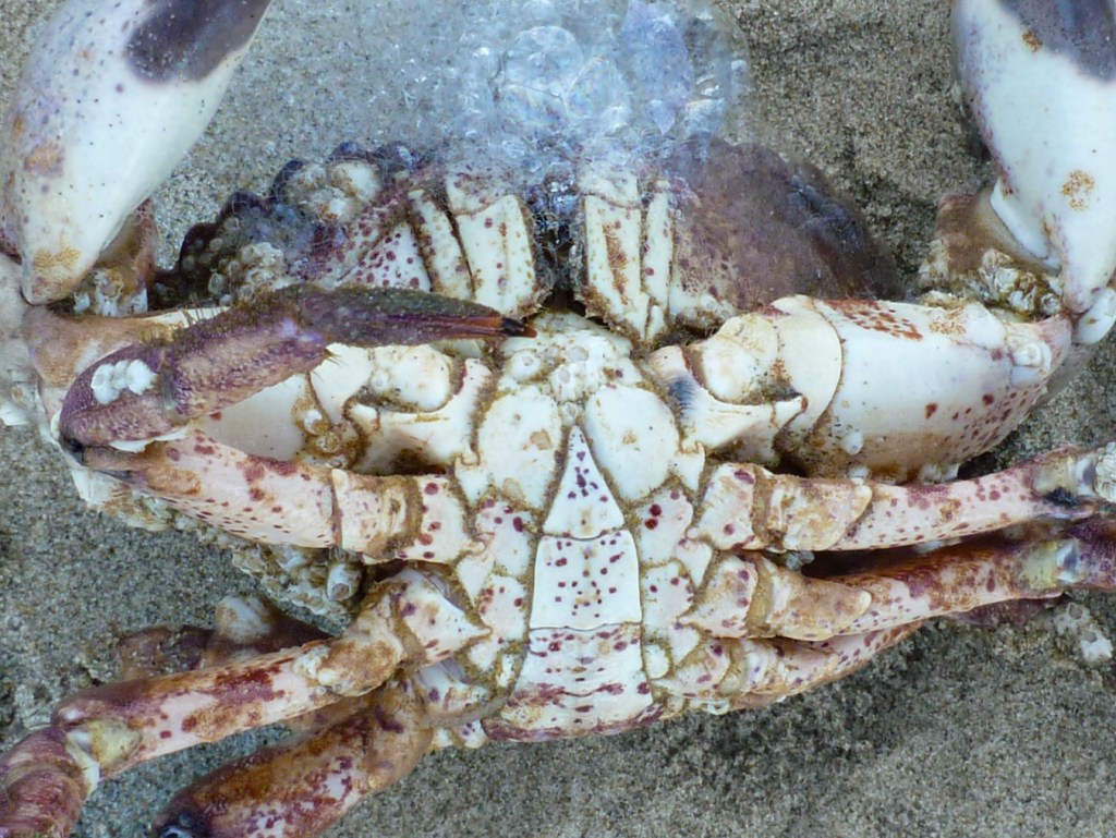Closeup of the anterior underside of a spot-bellied or Pacific rock crab Romaleon antennarium. The narrow abdomen of a male is visible. Sand in the background.