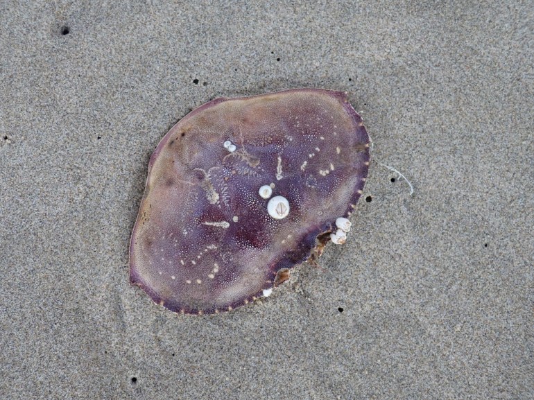 Closeup of a drifted Dungeness crab Metacarcinus magister carapace resting on the sand. A few barnacles adorn the carapace.