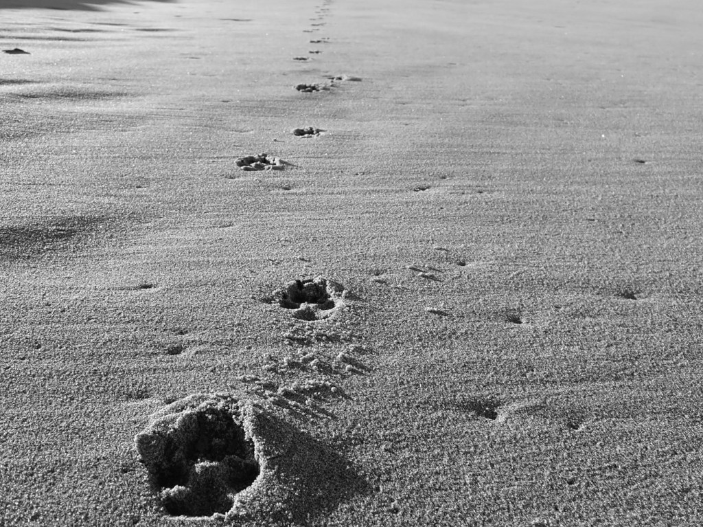 Coyote tracks in the sand lead off the top of the image.