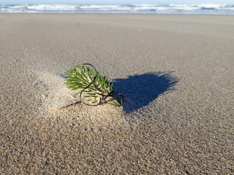 A spruce branchlet tip rest on a small mound of beach sand, casting a shadow. Surf zone in the distance.