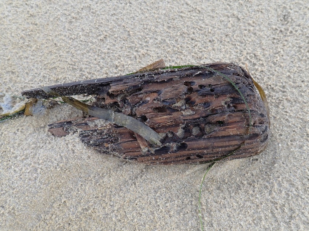 Old piling with lots of holes.