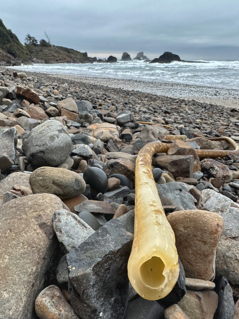 From the cobble zone, peering down a hollow bull kelp stipe as it snakes off toward the surf zone. Cloudy sky.