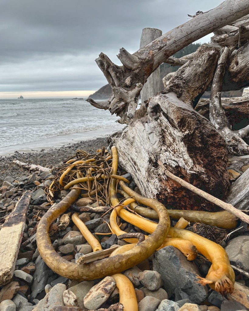 In the foreground, kelp and big wood high in the cobbles. in the distance, beach and swash, the surf zone and beyond. Cloudy sky.