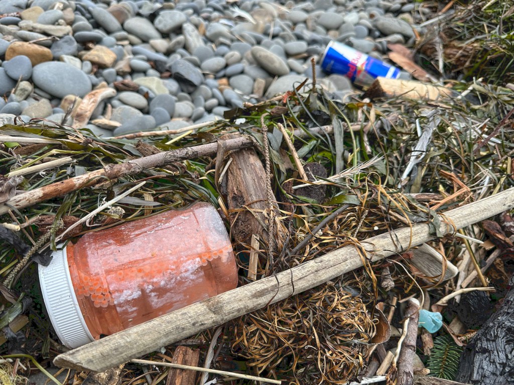 A jar of cured roe and an empty Red Bull can join eelgrass, surfgrass, feathers and terrestrial material in the wrack line up in the cobbles.