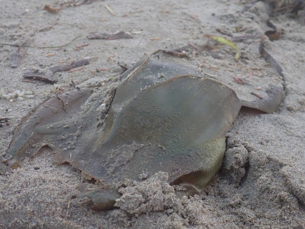 Mermaid's purse resting on the sand among sea wrack