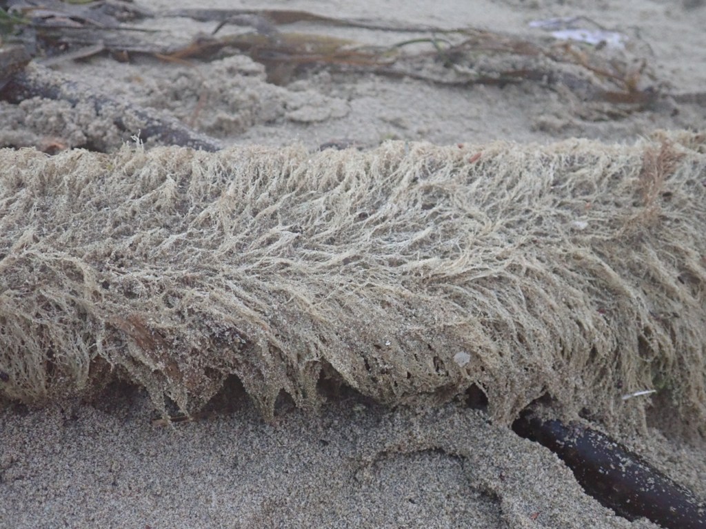 Carpet of hydroids (I think) on driftwood come to rest. Sand and sea wrack in the background.