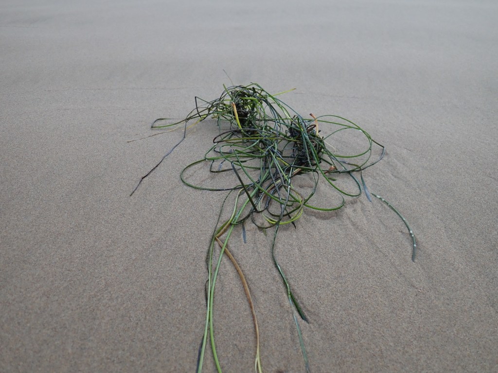 a couple drifted surfgrass rhizomes and their blades rest on smooth, clean beach sand.