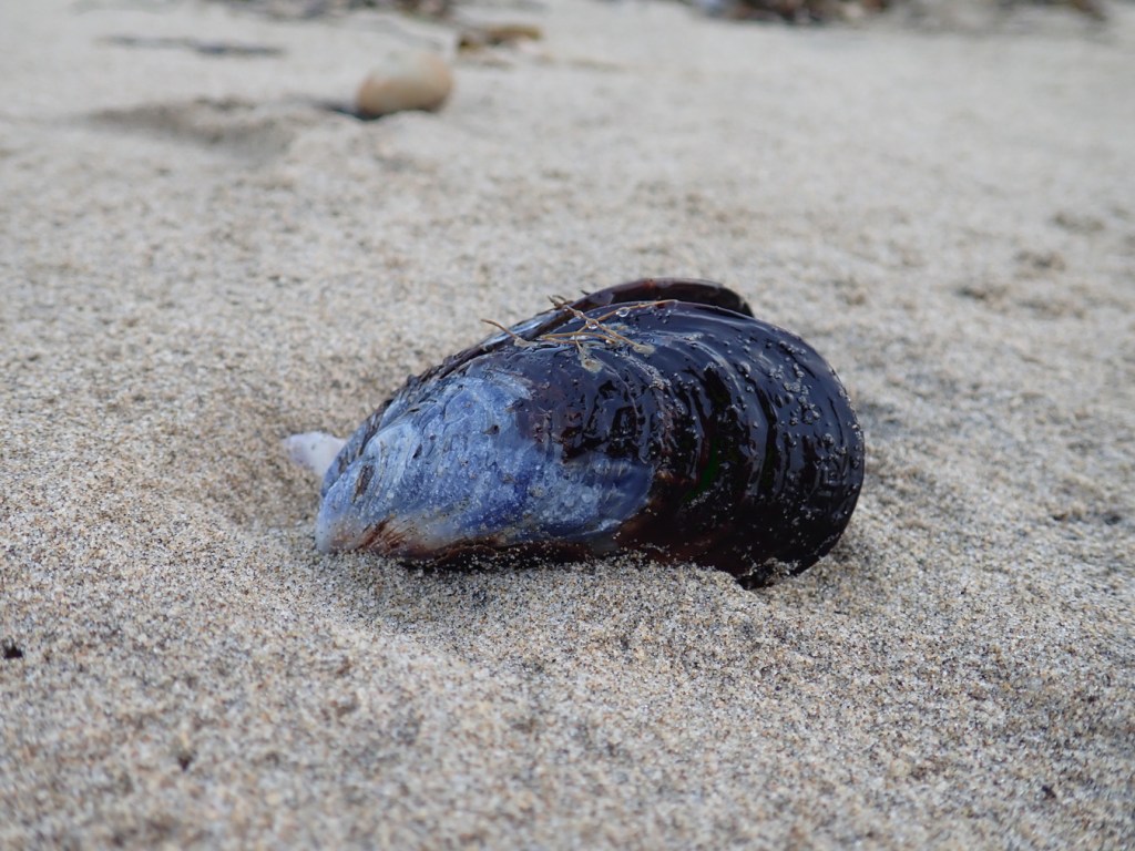A drifted California mussel shell rests on the sand.