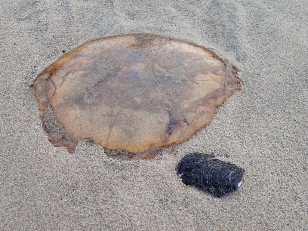 A stranded sea nettle and a mussel shell fragment rest together on beach sand.