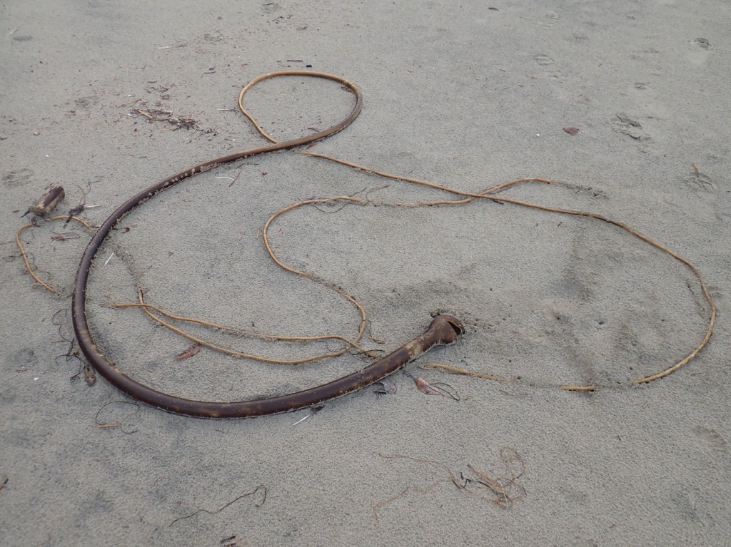 A long somewhat coiled length of bull kelp stipe.