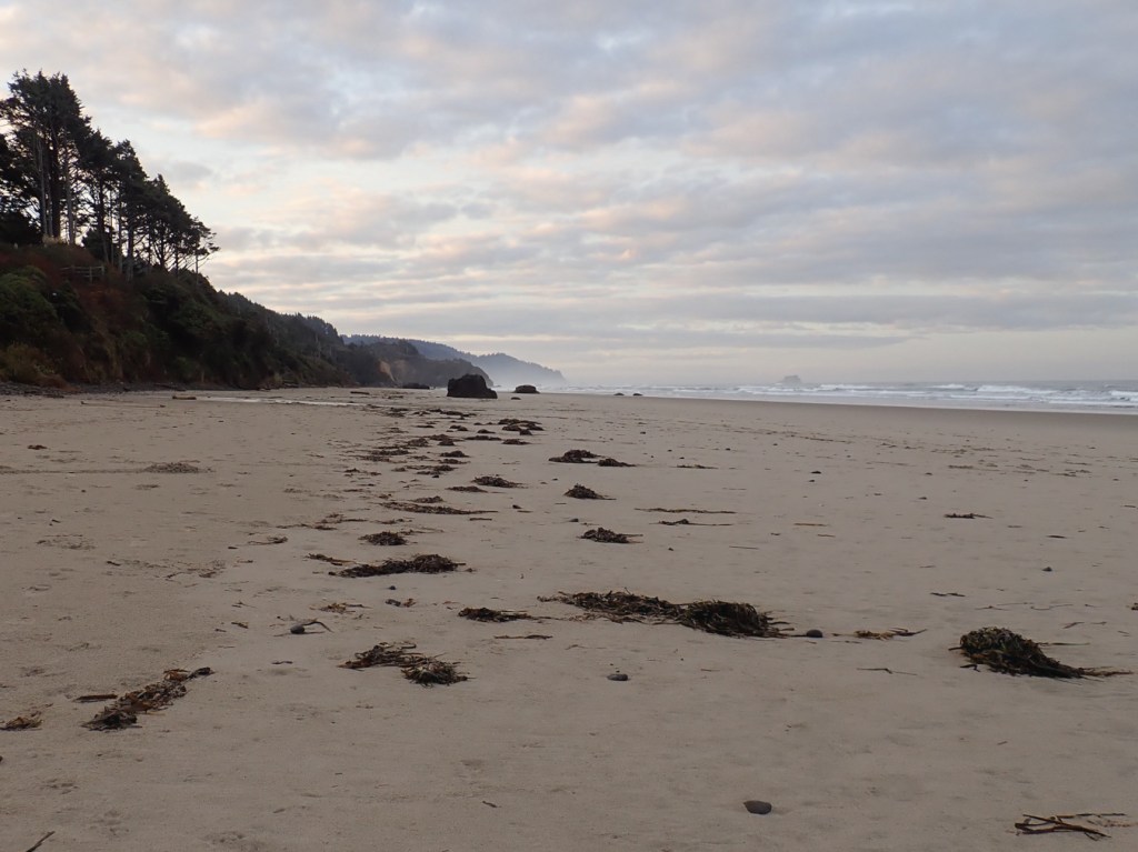 Seascape featuring a Zostera-dominated wrack line. Headlands to the left, surf zone to the right. Mostly cloudy sky.