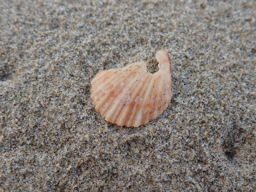 A scallop fragment resting on the sand.