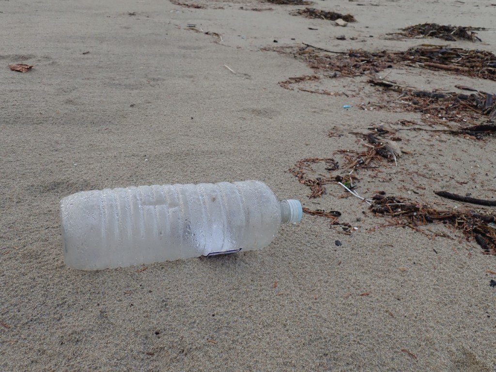 A plastic bottle stands out among sea wrack. 