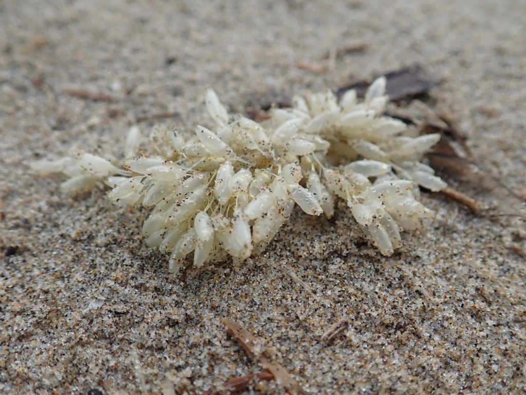 Closeup of detached and drifted Nucella lamellosa Frilled dogwinkle egg cases resting on the sand.