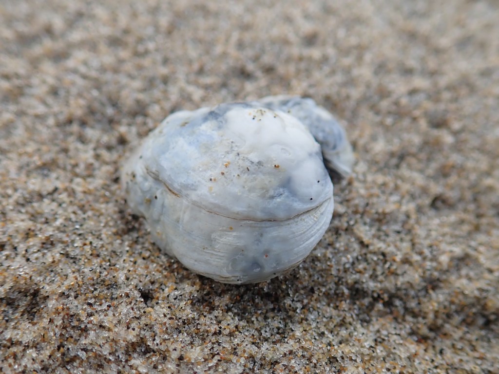 A small, thick-shelled clam shell rests on the sand.