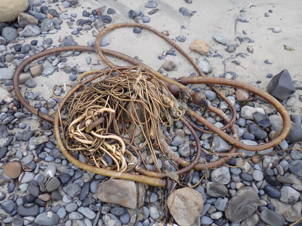 A bull kelp drift mass rests on a mix of sand and cobbles.