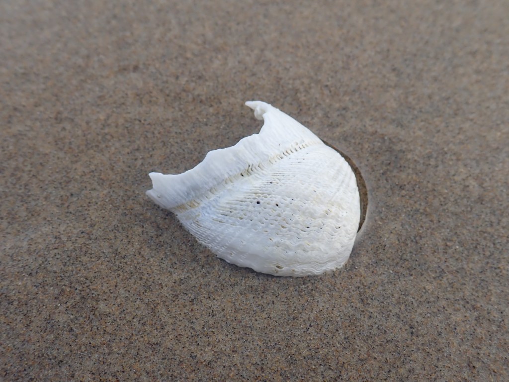 Bleached piddock shell fragment rests on the sand.