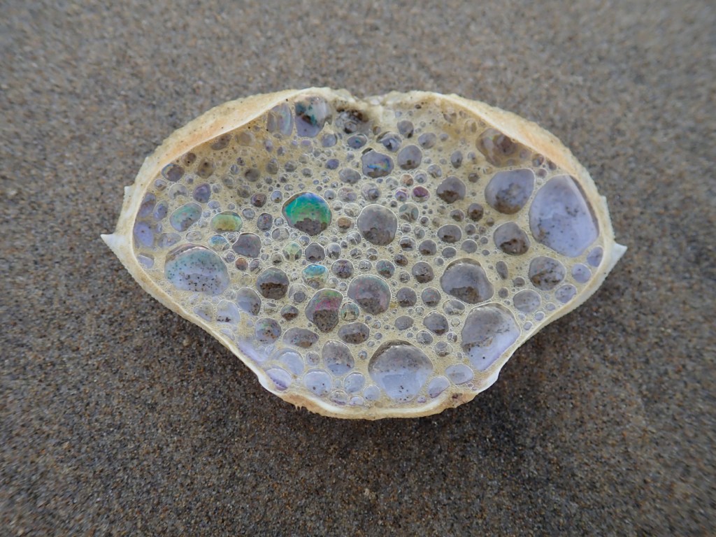 Dungeness crab carapace upside down and filled with water and bubbly sea foam resting on the sand.
