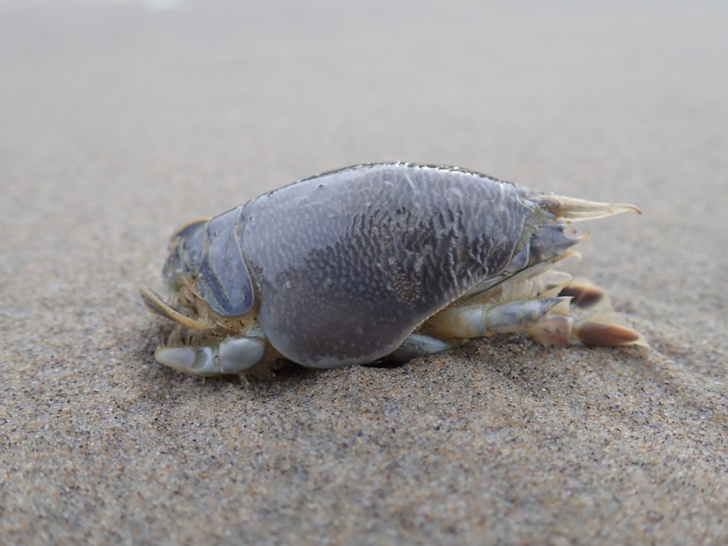 Closeup sideview of Emerita analoga on the sand.
