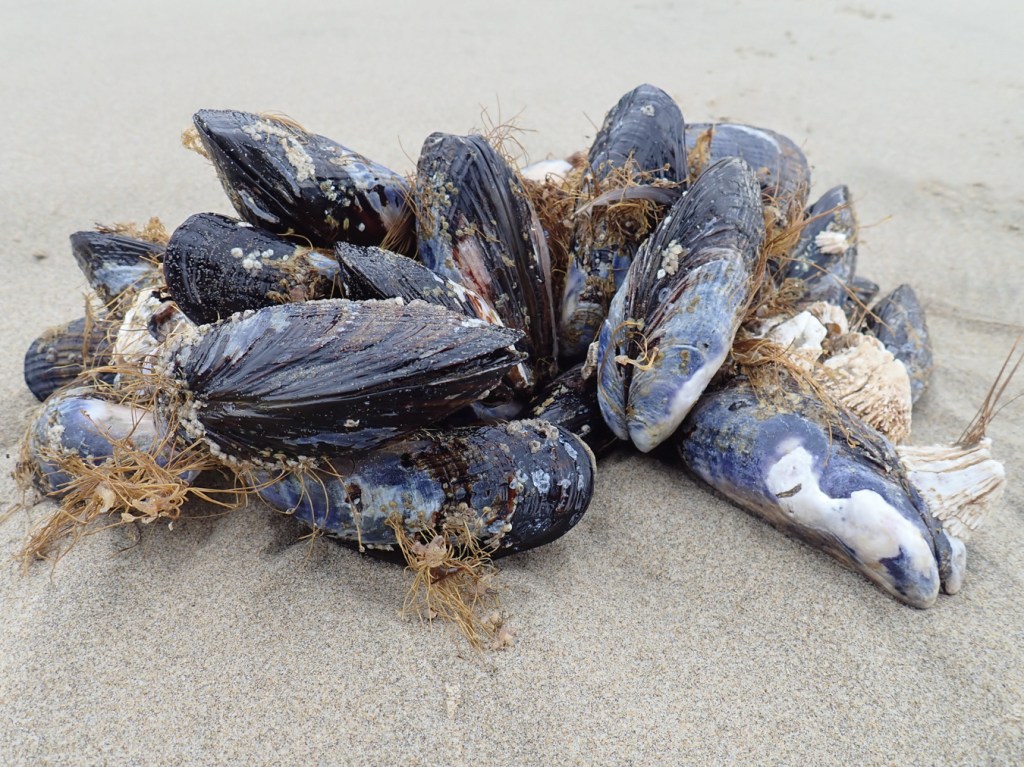 A drifted cluster of California mussels rests on the sand.
