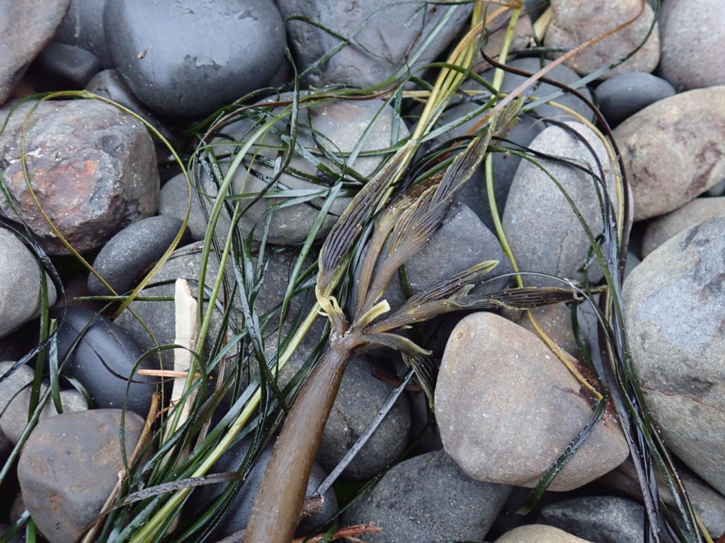 A single Postelsia stipe and its blades and a few blades of surfgrass rest on the cobbles.