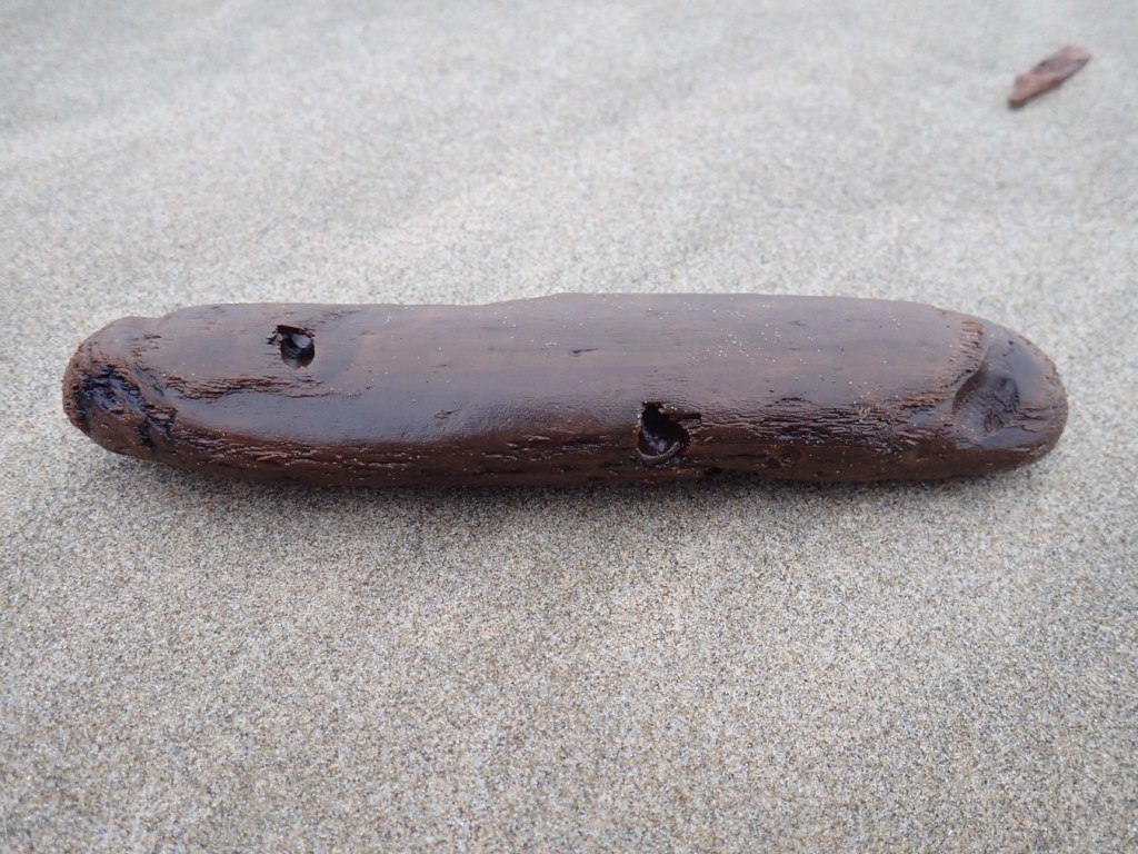 A small piece of driftwood with three sizable tunnels rests on the sand.