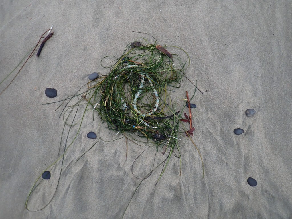 A tangle of surfgrass resting on the sand nearly hides a loop of lost line.