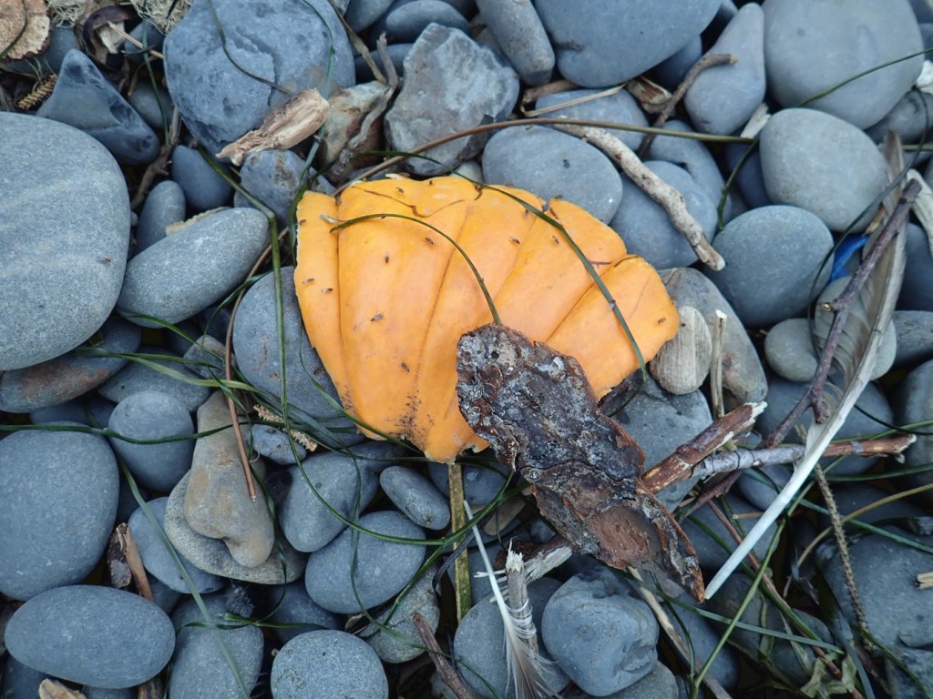 Up in the cobbles, fruit flies have found a drifted pumpkin fragment.