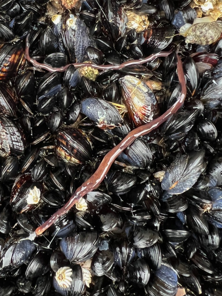 Ribbon worm on the surface of a mussel bed with a almost completely-swallowed prey item, possibly a crustacean.