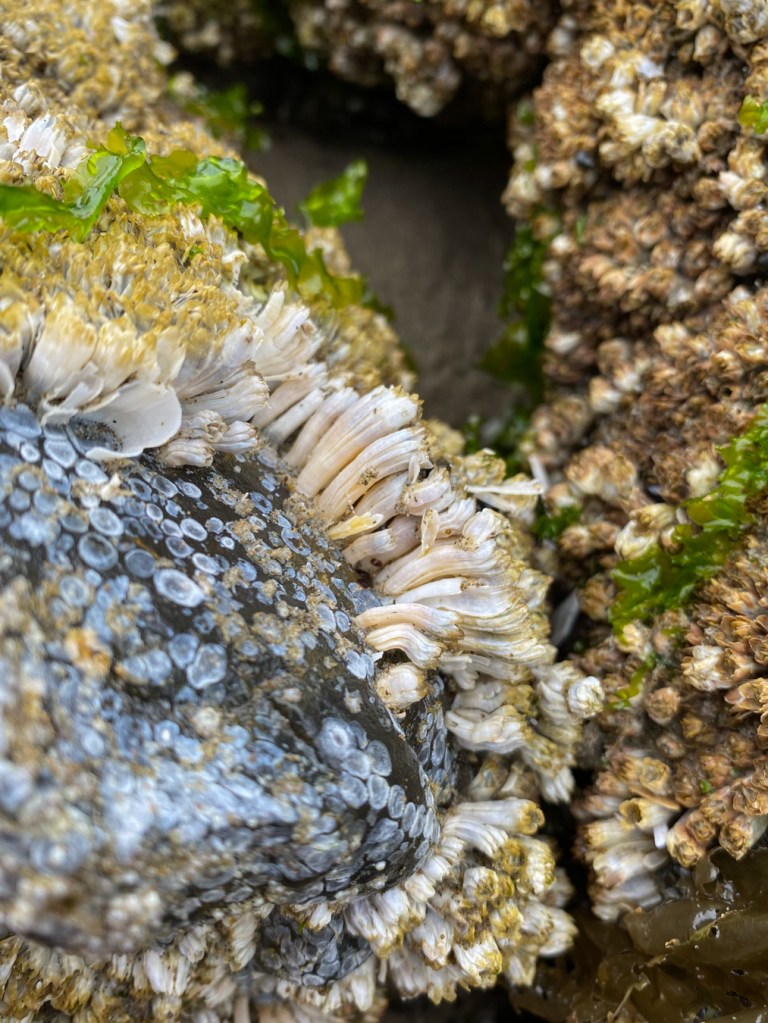 Empty patch in a bed barnacles reveals columnar growth under crowded conditions.