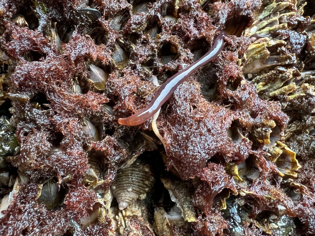 Ribbon worm  exploring intertidal barnacles and matted seaweed.