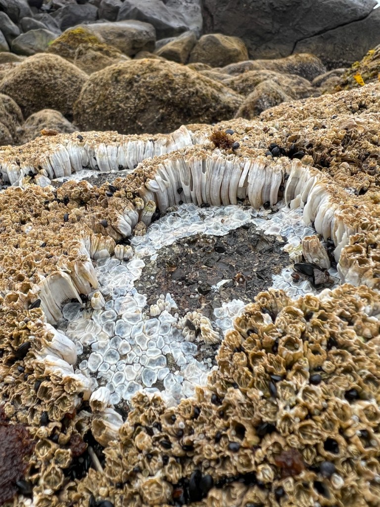 Empty patch in a bed barnacles reveals columnar growth under crowded conditions.