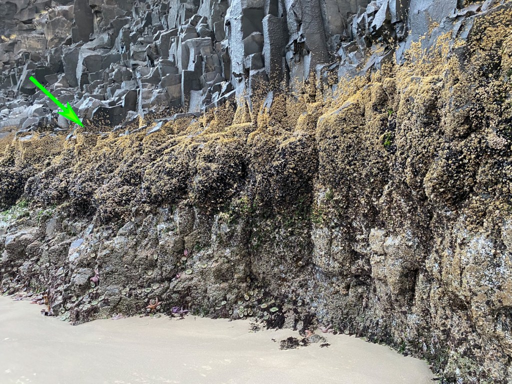 A rock wall with a band of barnacles running along just above a band of mussels.