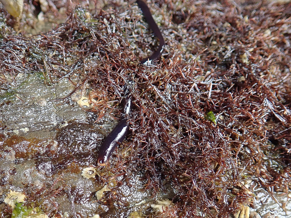 Ribbon worm with a bulge not too far behind it's head retracts it's head, apparently startled.
