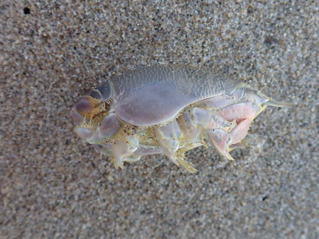 Closeup side view of a mole crab on sand