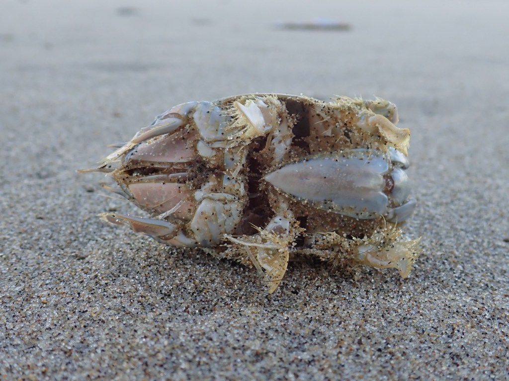 Ventral surface of a mole crab resting on sand 