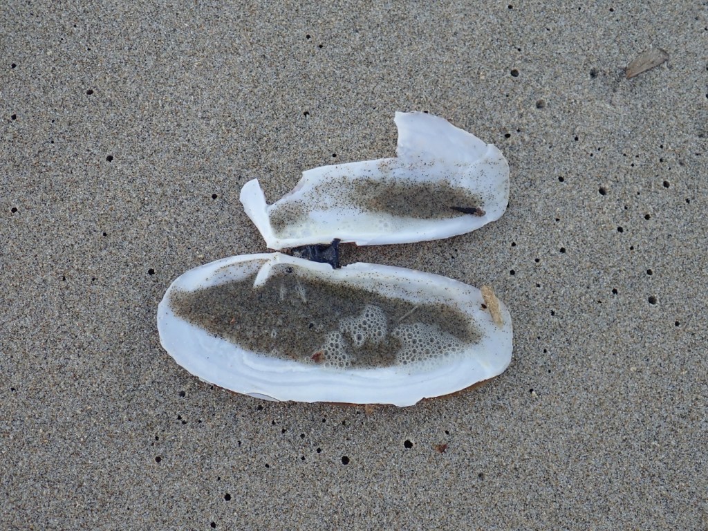 Internal surfaces of both valves or a razor clam, one valve somewhat fragmented.