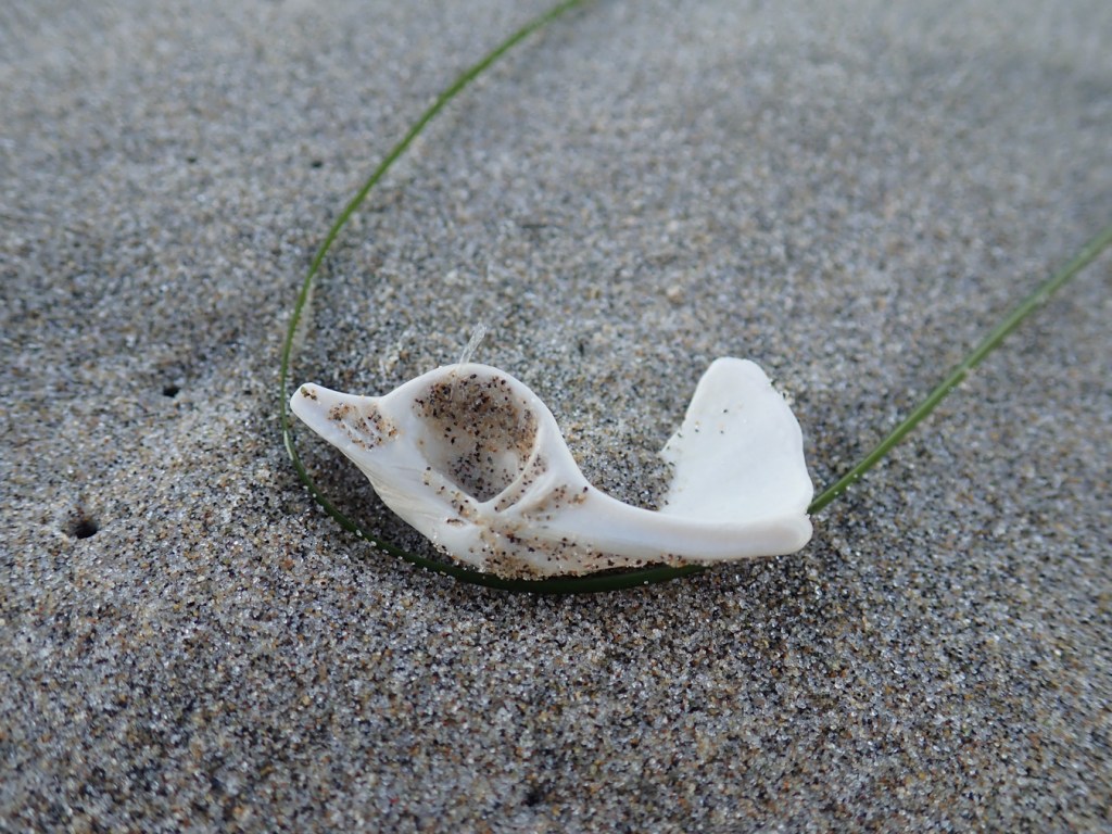 Condrophore and a little bit more of the shell remnant resting on sand.