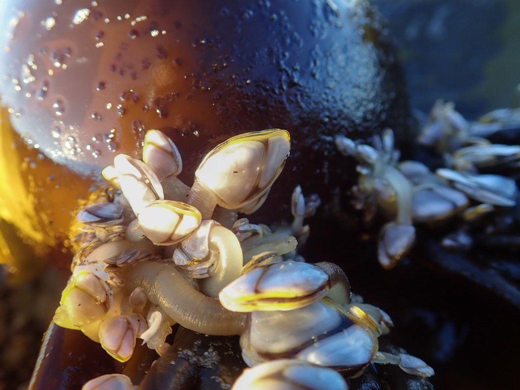 Closeup of pelagic gooseneck barnacles on the base of drift bull kelp blades. (I think two species, one in the foreground and another in the background, are present here).